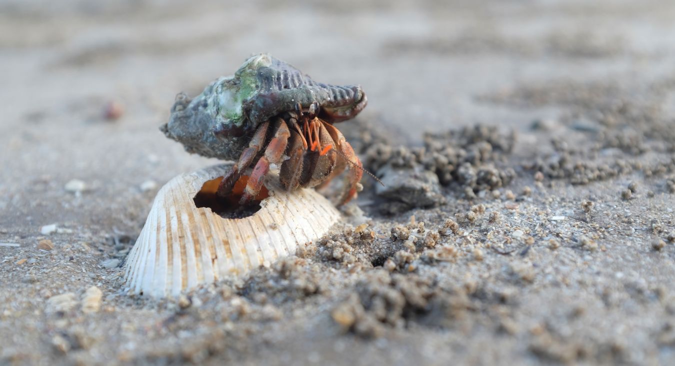 Hermit Crab { Ceonobita Rugosus }