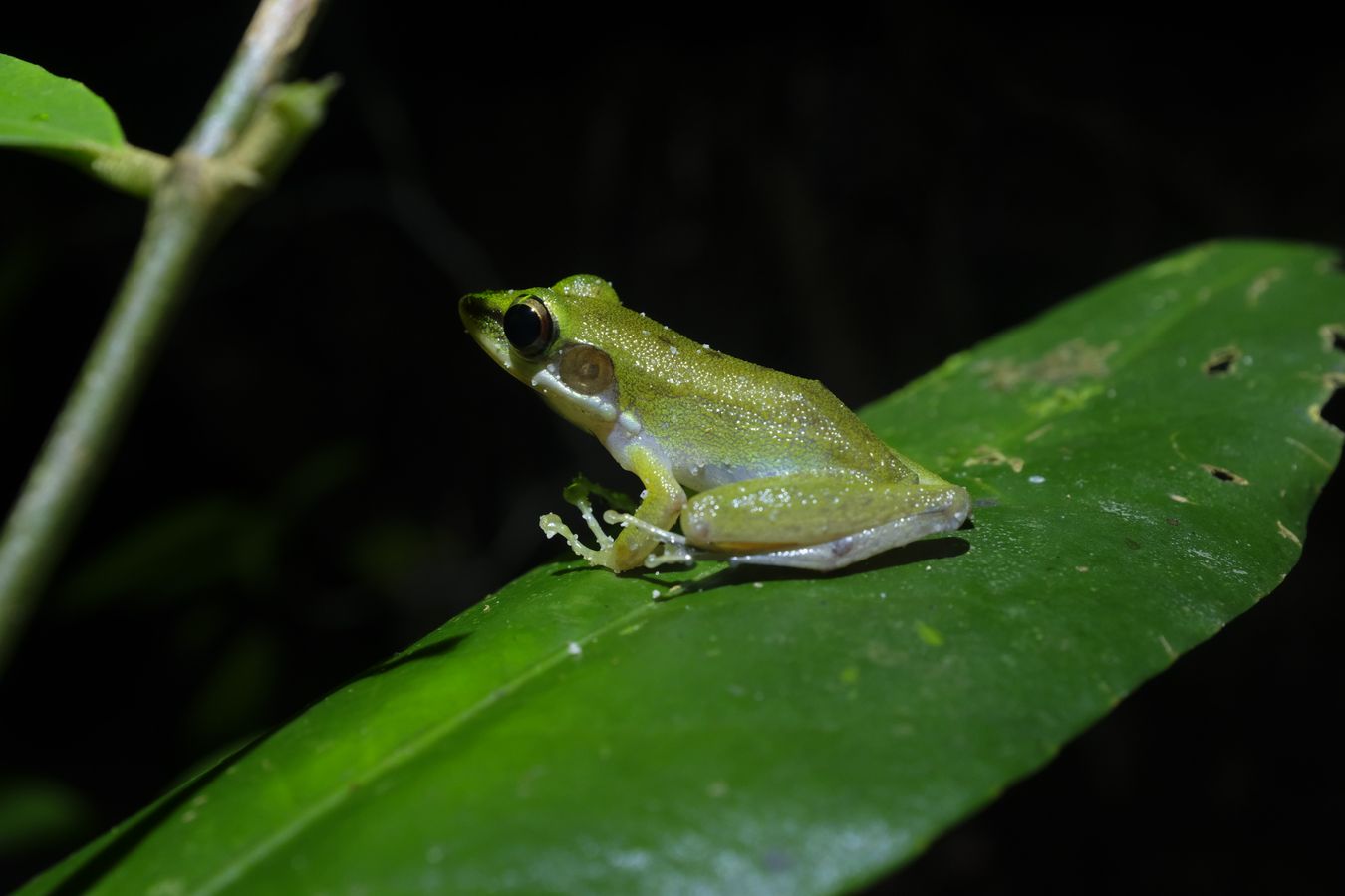 White-Lipped Frog { Chalcorona Ranicep }