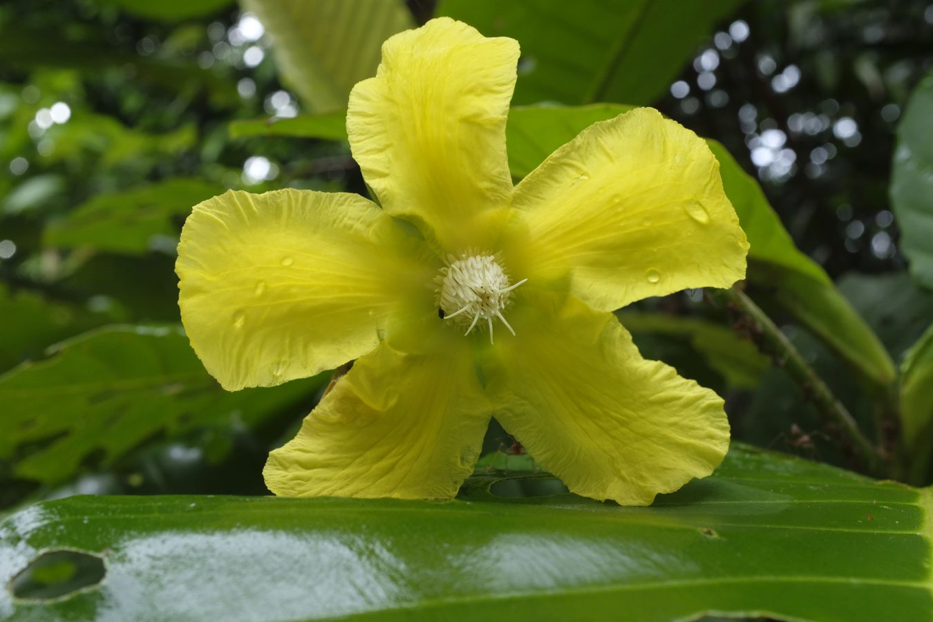 Air Simpoh Flower { Dilleniaceae Suffruticosa }