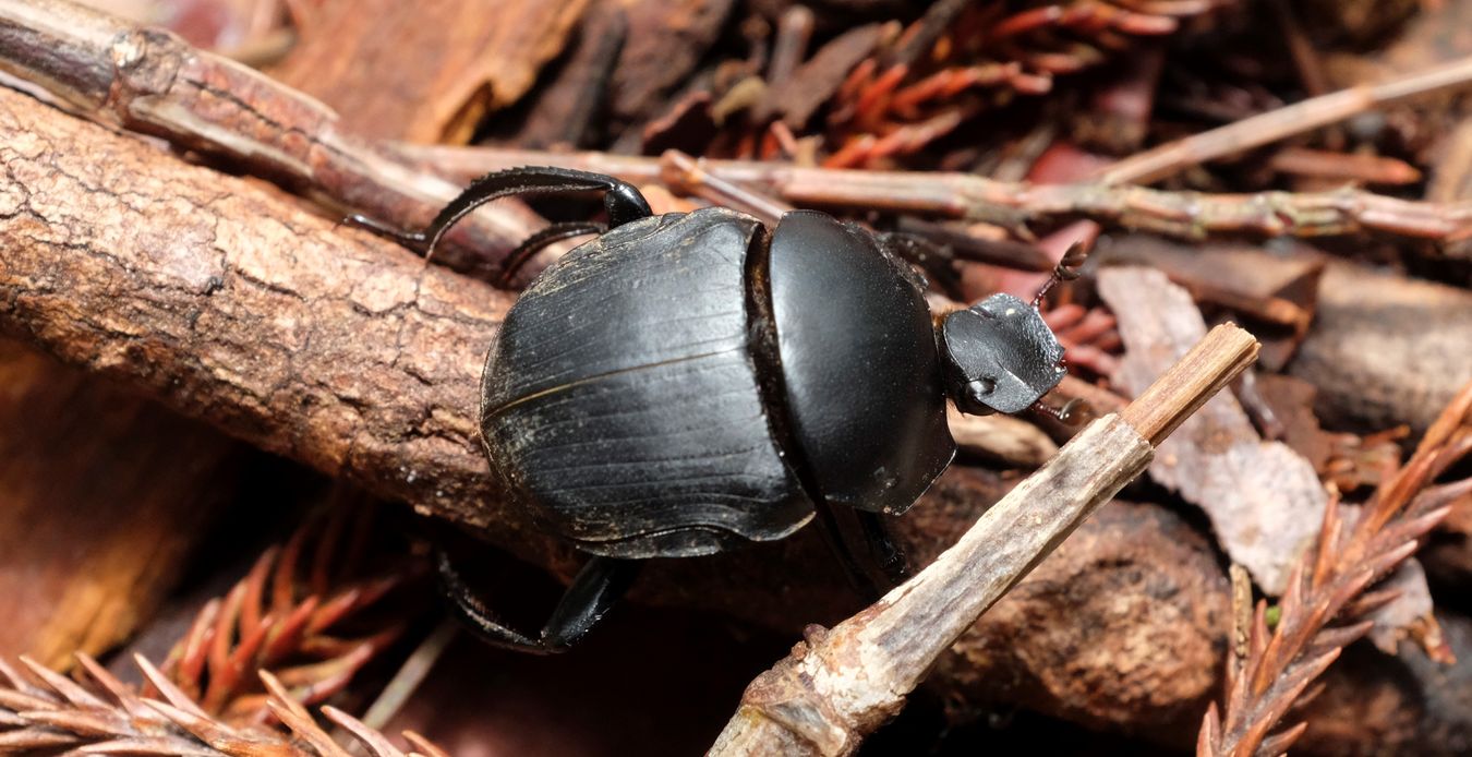 Dung Beetle { Scarabaeidae }