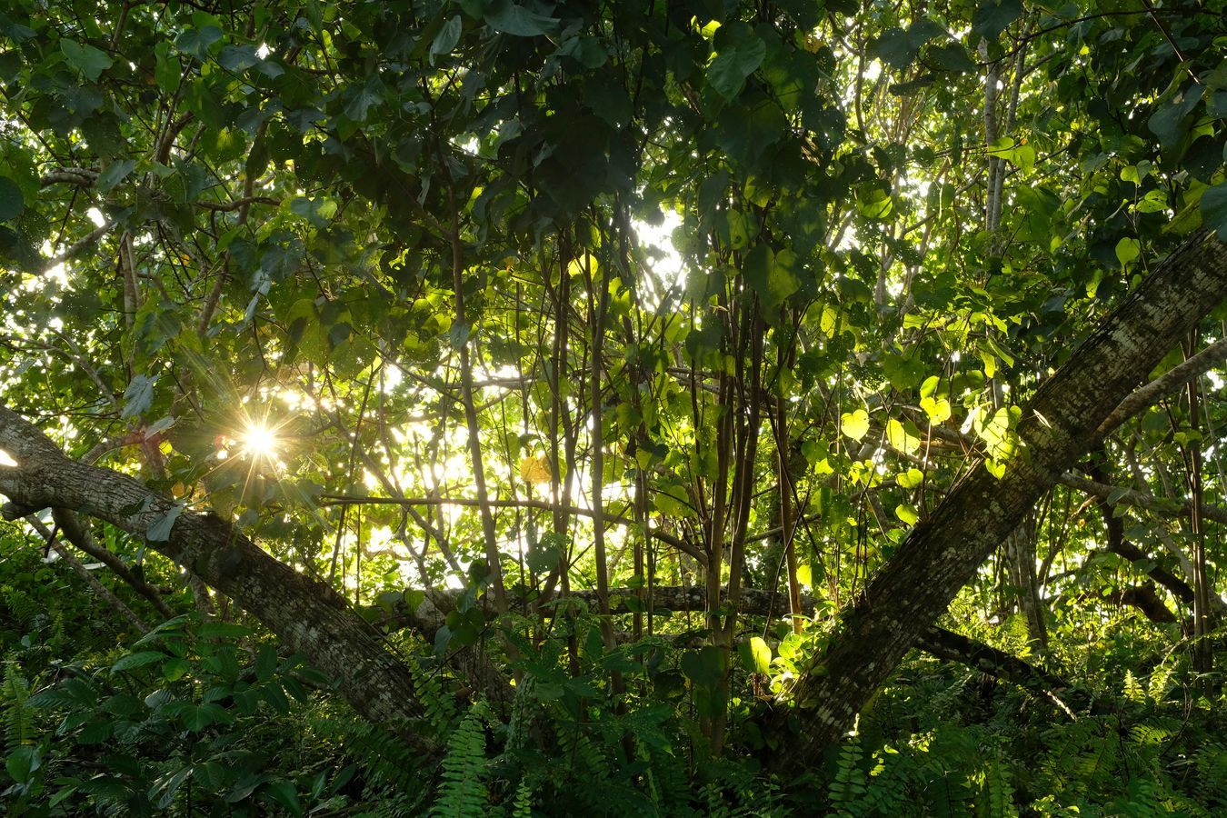 Beach Vegetation