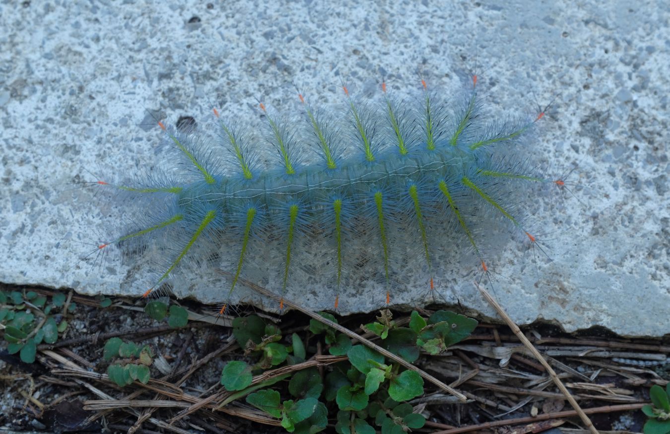 Archduke Caterpillar { Lexias Pardalis } { Nymphalidae Butterfly }