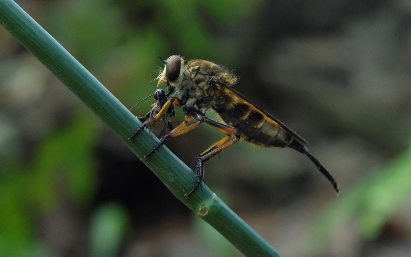 Robber Fly feeds on its prey { Diptera Asilidae }