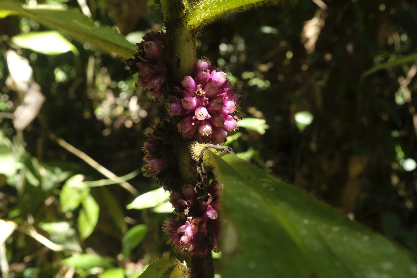  Schlegeliaceae or Scrophulariaceae