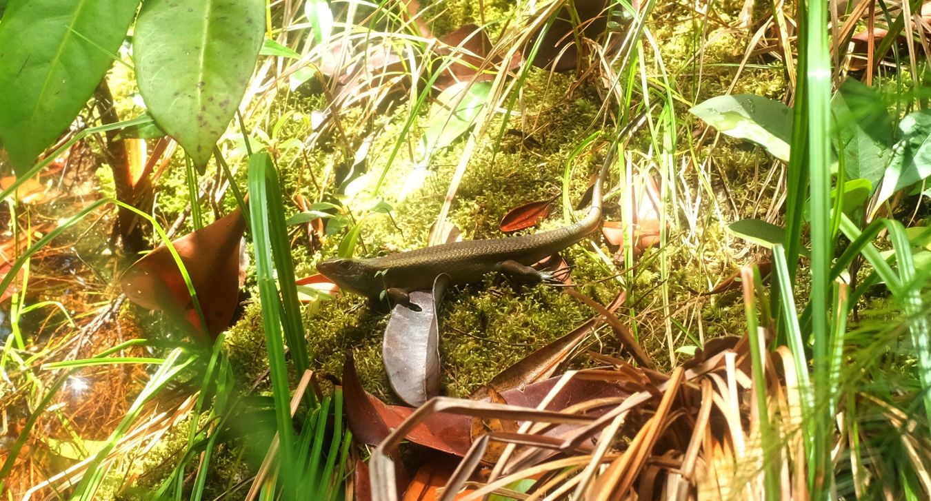 Common Sun Skink Lizard { Eutropis Multifasciata }