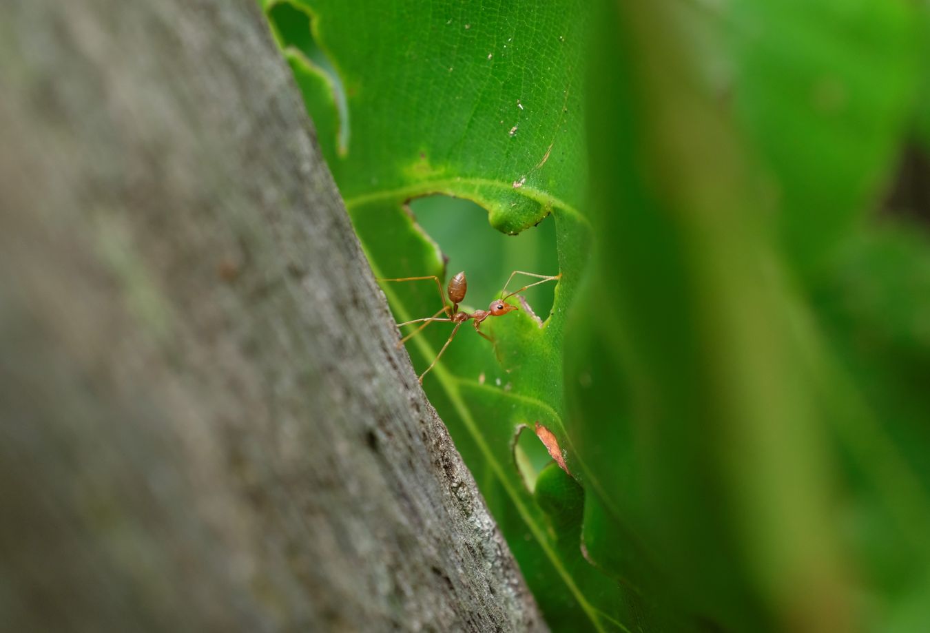 Asian Weaver Ant { Oecophylla Smaragdina }