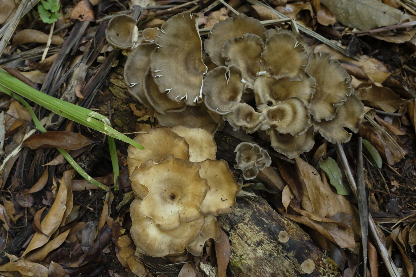 Maitake Fungus { Grifola Frondosa }