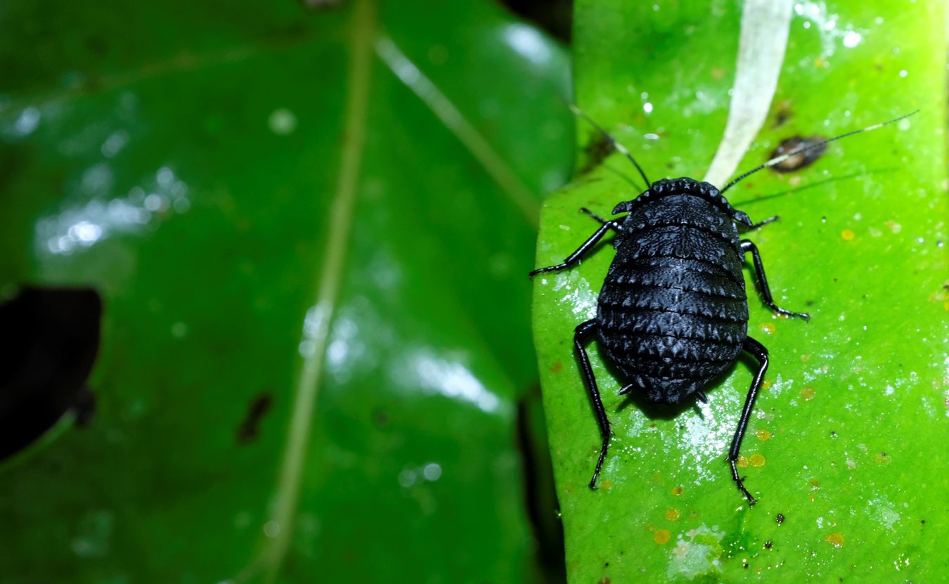 Female Armored Cockroach { Catara Rugosicollis }