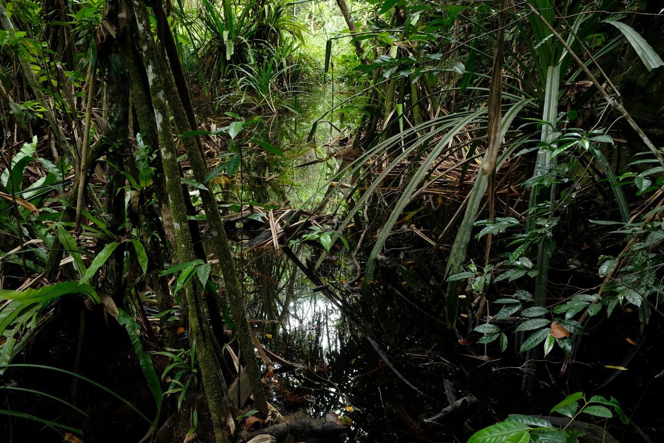 Mixed Dipterocarp Forest 