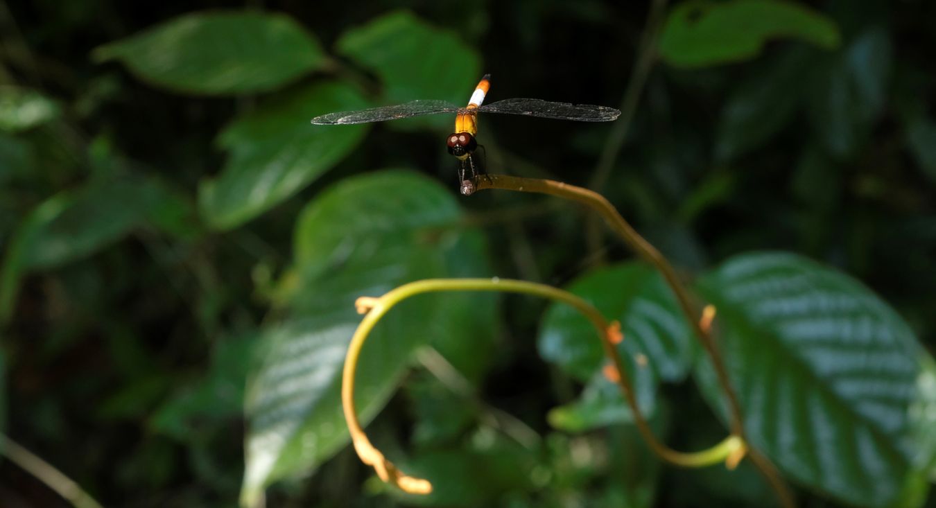 Male Pixie Dragonfly { Brachygonia Oculata }