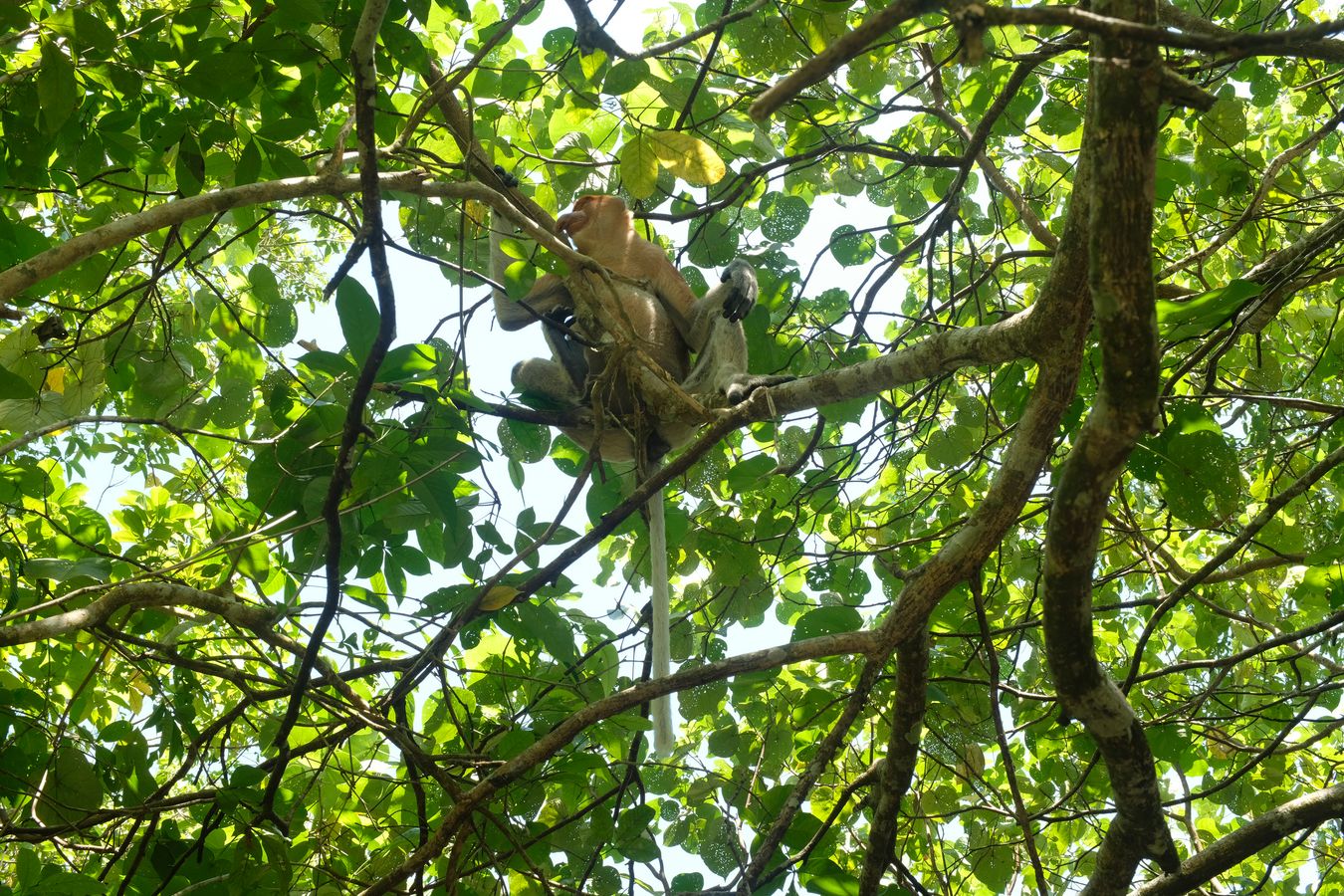 Proboscis Monkey { Nasalis Lavartus }