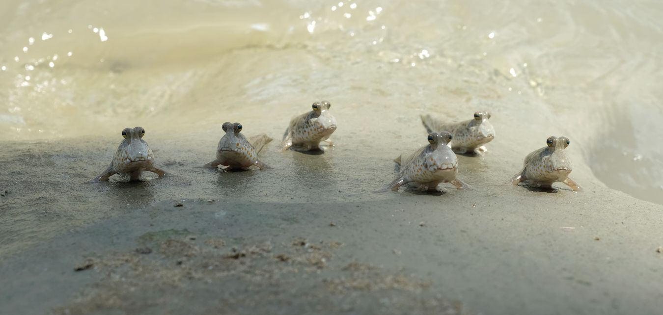 Mudskipper { Periophthalmus sp. }