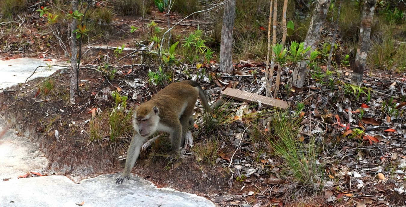 Male Long Tailed Macaque { Macaca Fascicularis }