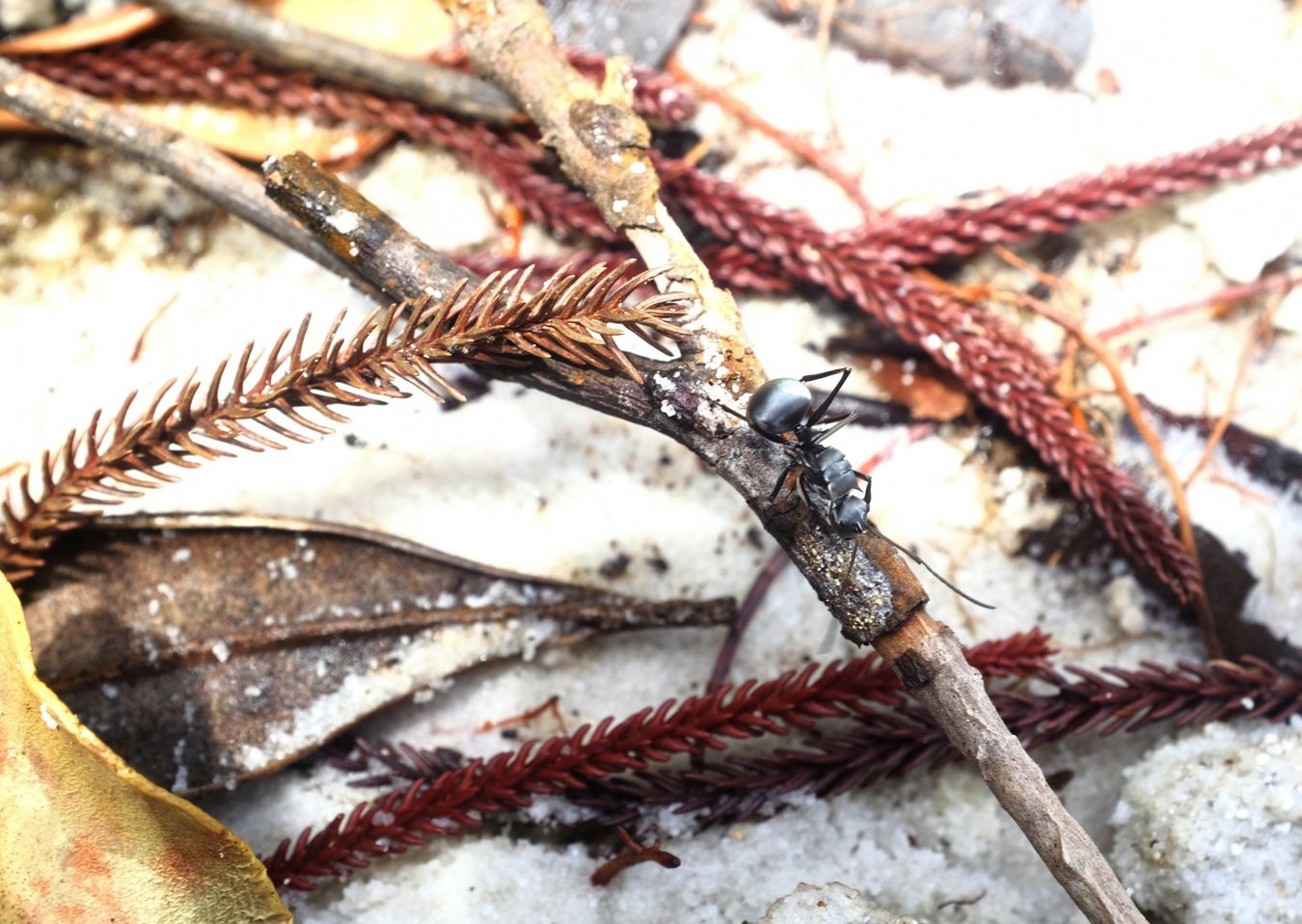 Silver Spiny Sugar Ant { Polyrhachis Schlueter }