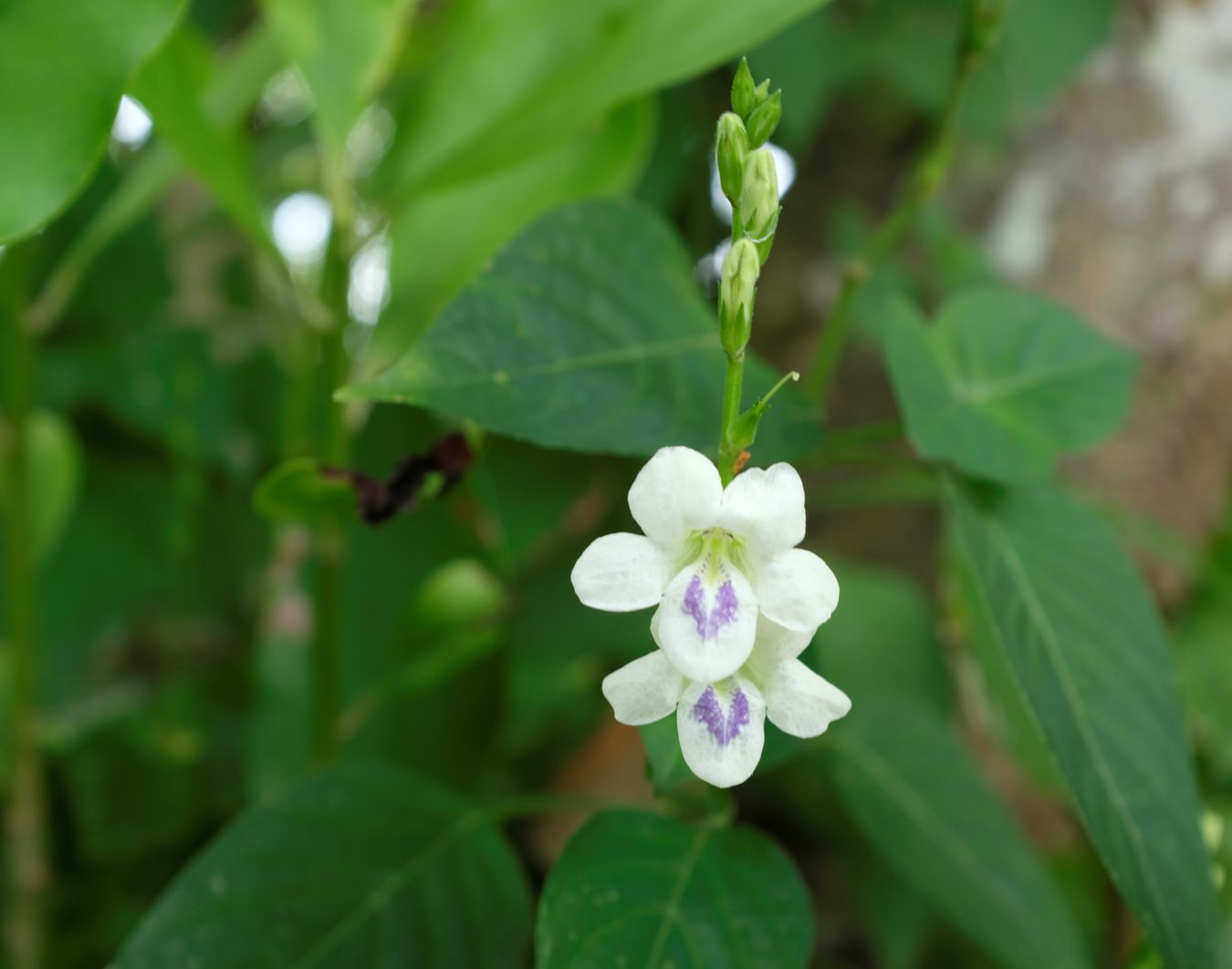 Chinese Violet { Asystasia Gangetica }