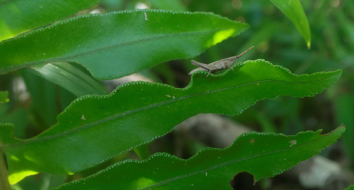 Brown Conehead Katydid { Probably Lopiphorinae Tettigoniidae }