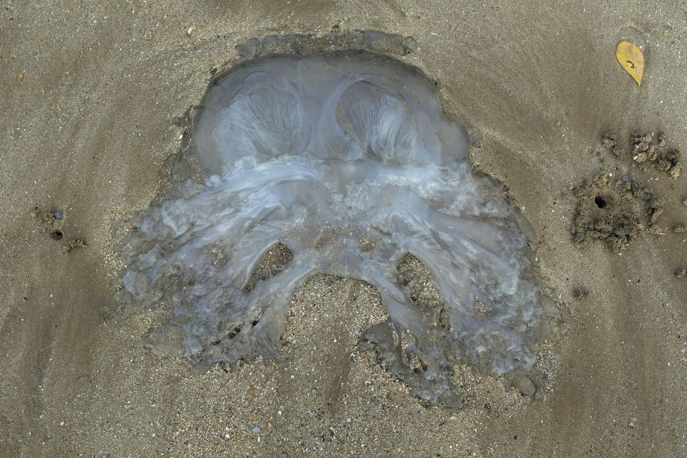 True Jellyfish Died on the Beach { Cnidaria Scyphozoa }