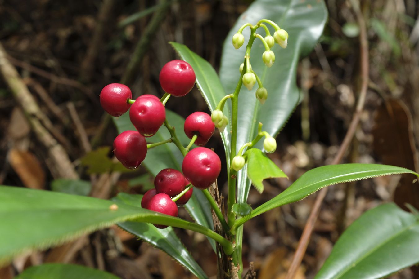 Shoe-Button Drupes { Ardisia Elliptica }