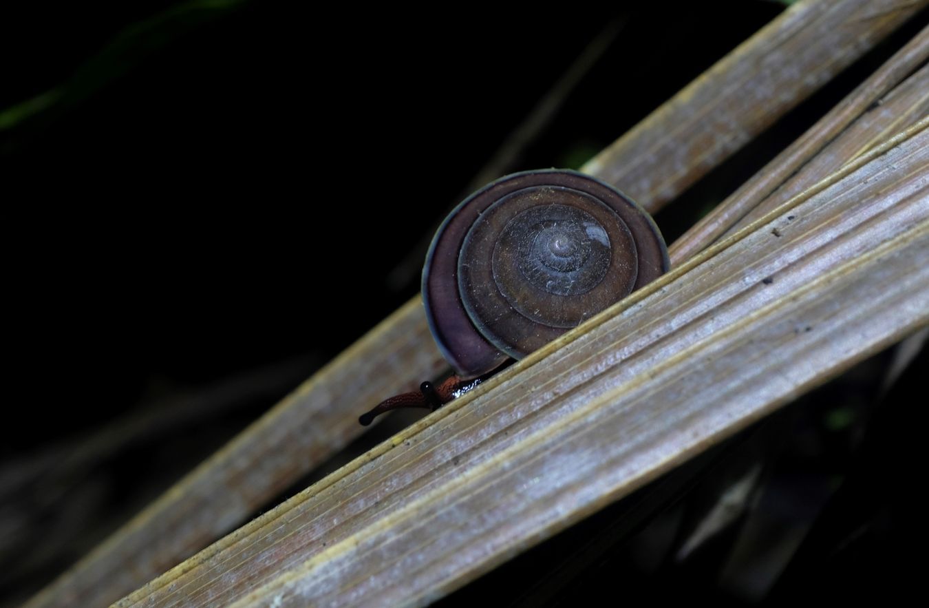 Air-Breating Land Snail { Probably Dyakia Duumvirorum