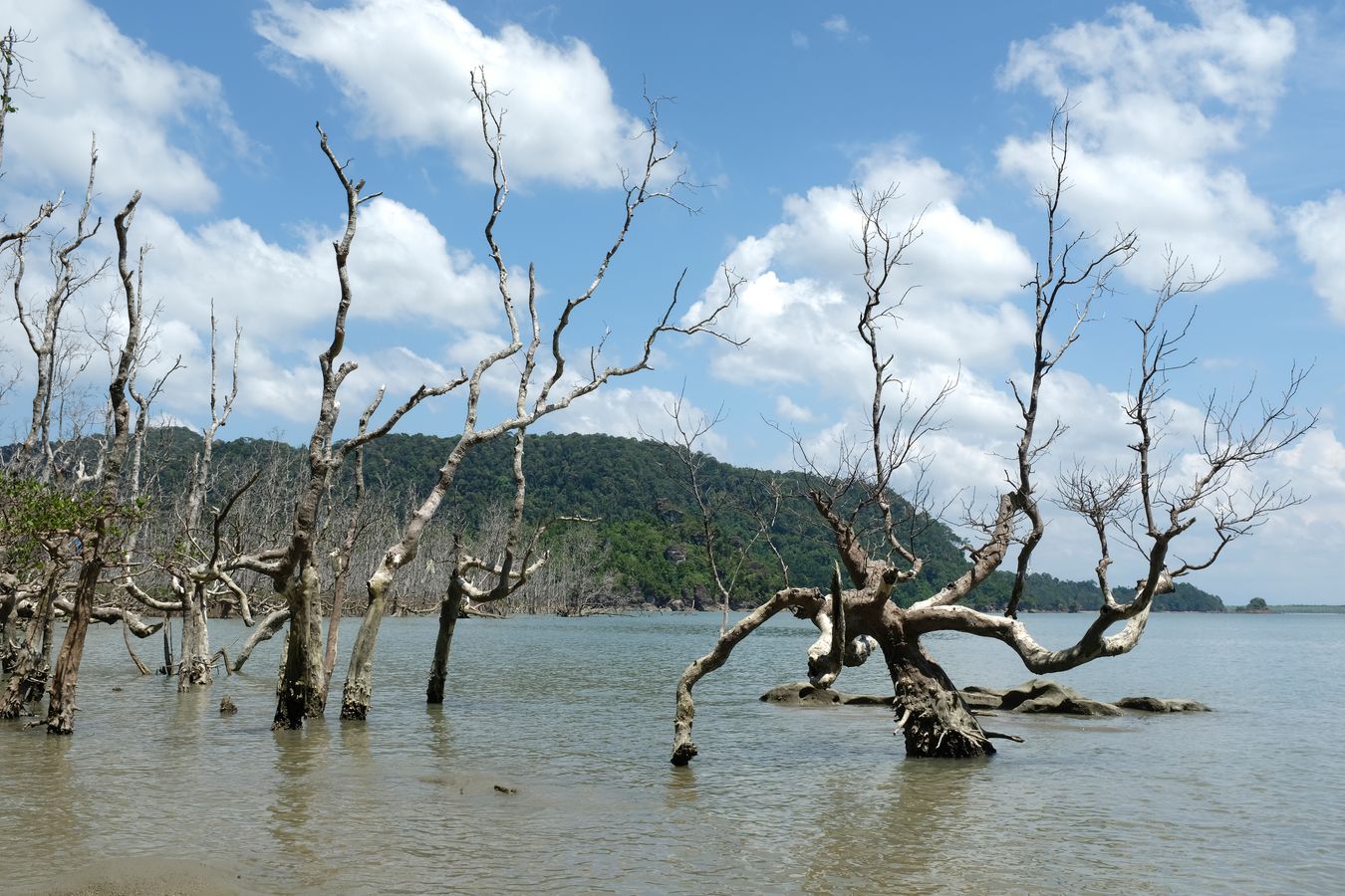 Mangrove Forest and Landscape
