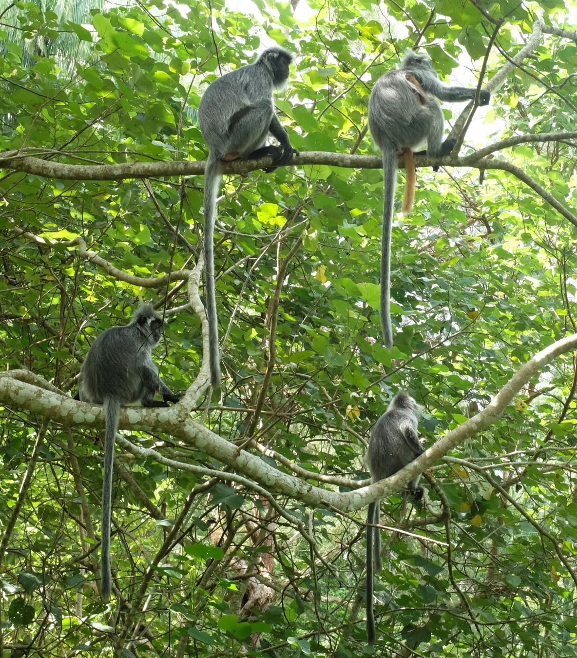 Silver Leaf Langur { Preybotis Cristata }