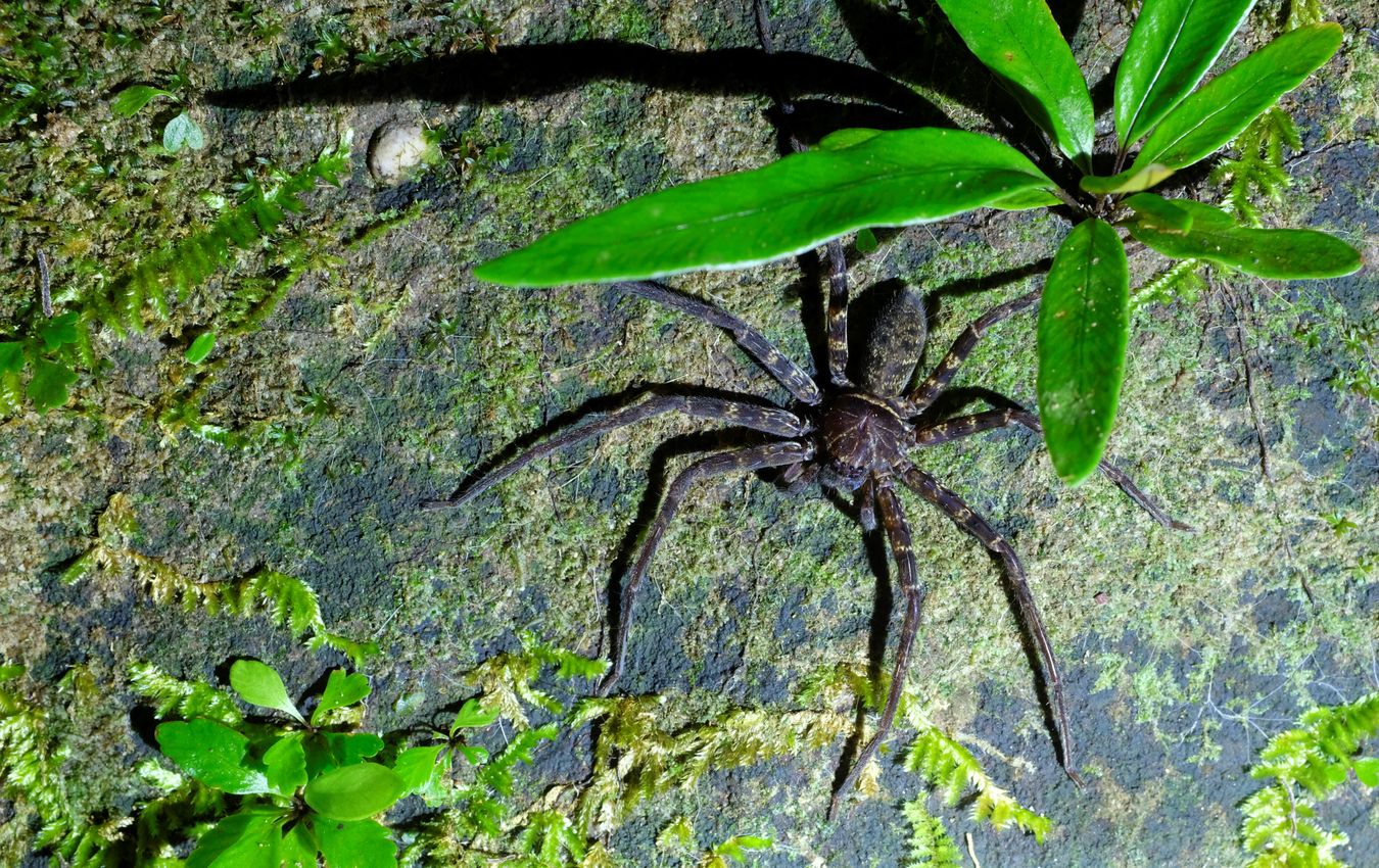 Huntsman Spider { Heteropoda Sparasiidae }
