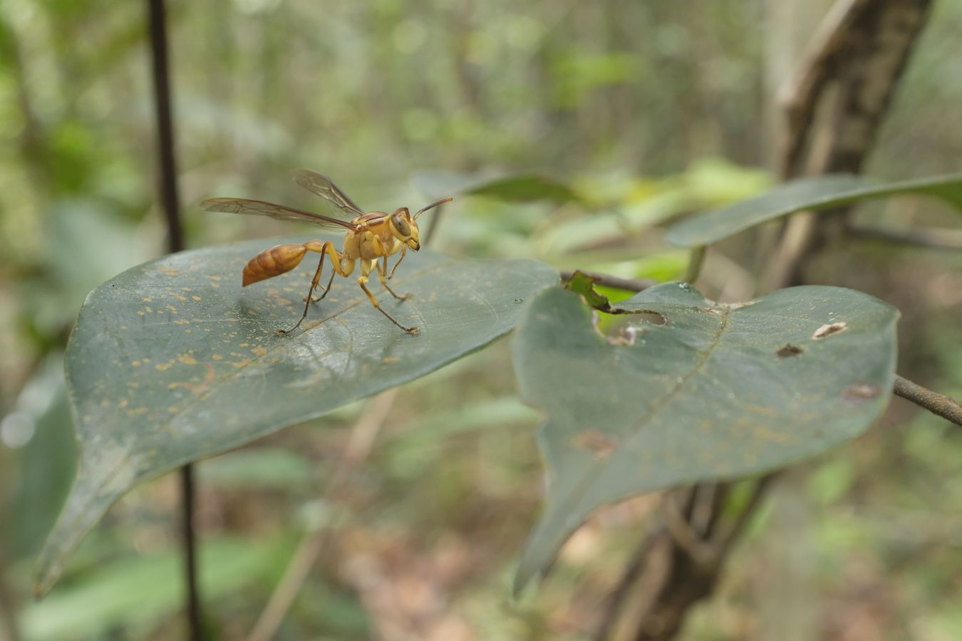 Paper Wasp { Hymenoptera Polistinae }