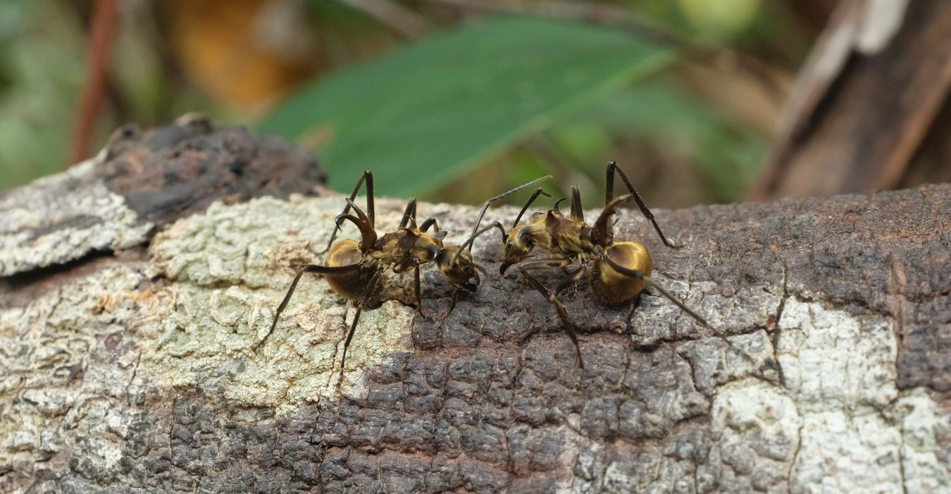 Fish Hook Ant { Polyrhachis Bihamata }