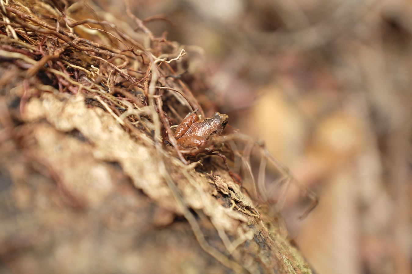 Narrow-Mouthed Frog { Probably Microhila Borneensis }