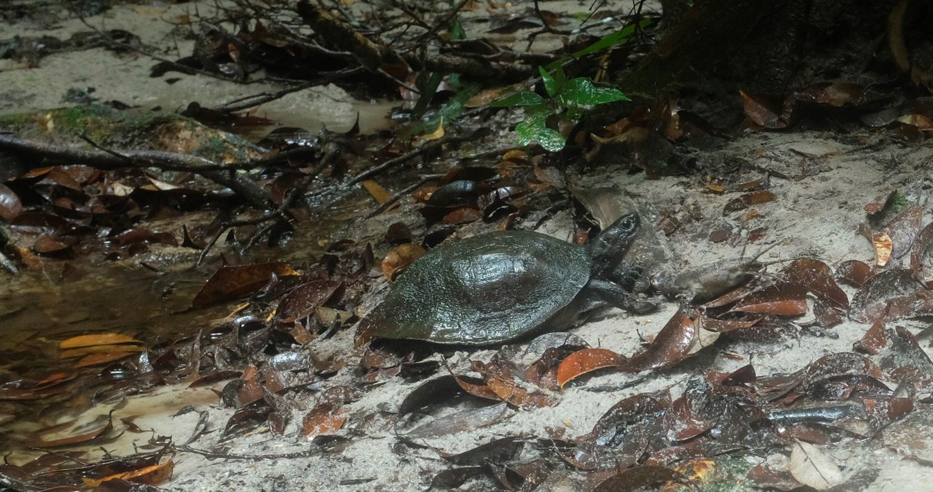 Bornean Terrapin Turtle eat a Catfish 