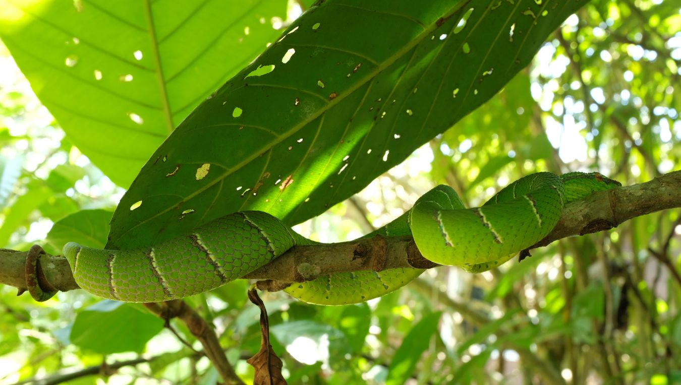 Male Bornean Keeled Green Pit Viper Snake { Tropidolaemus Subannulatus }