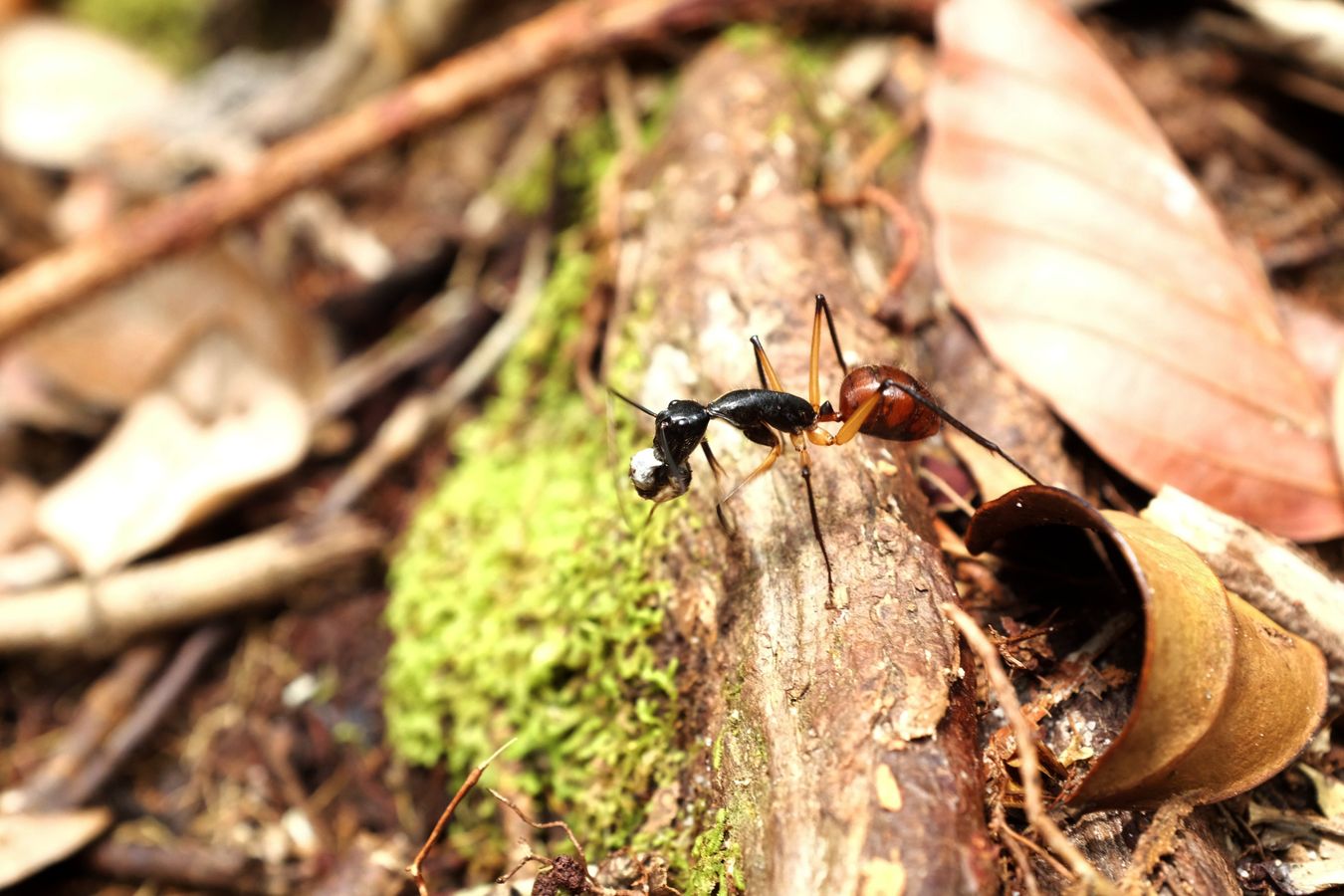 Giant Forest Ant with Something in the Mandibles { Dinomyrmex Gigas }