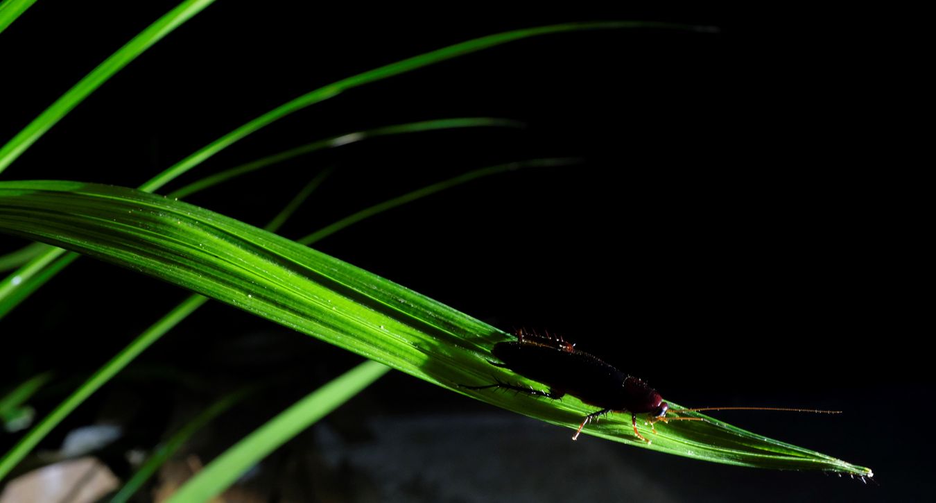 Giant Cockroach { Blattodea Blaberidae }