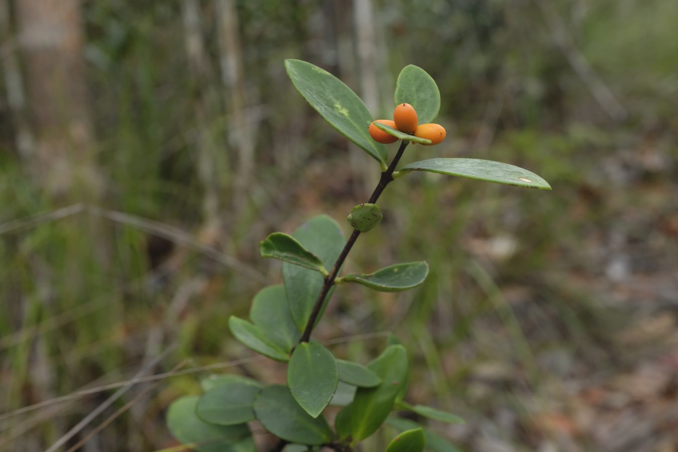 Daphne Fruit { Thymelaeaceae }