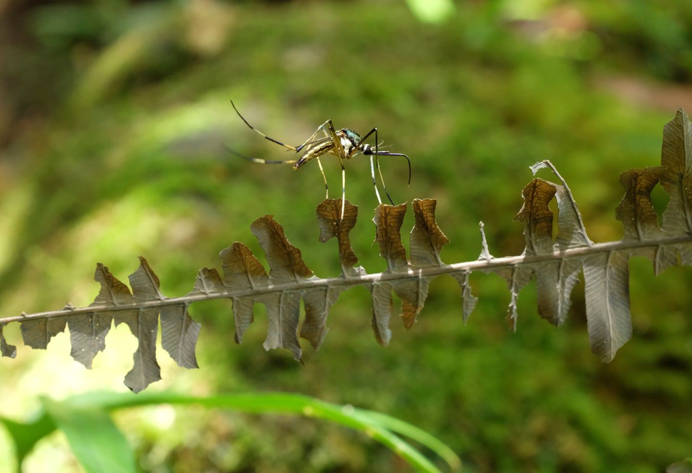 Mosquito { Diptera Culicidae }