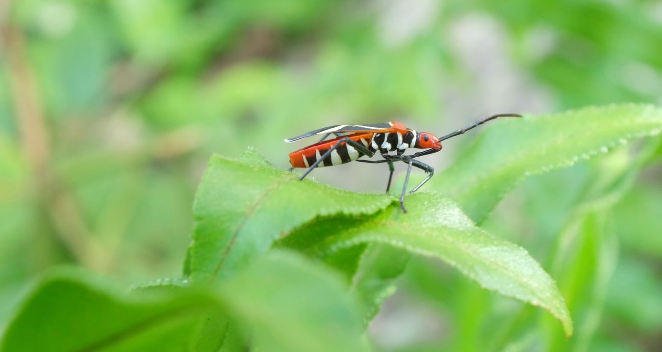 White-Cross Seed Bug { Neacoryphus Bicrucis } Hemiptera Lygaeidae }
