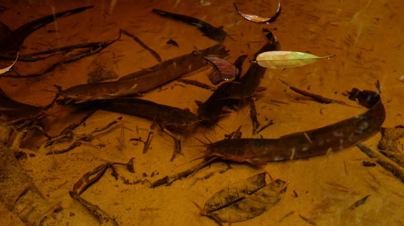 Hill Stream Catfish { Glyptothorax Major }