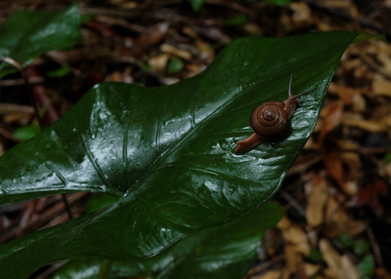 Air-Breathing Land Snail { Probably Quantula Striata }