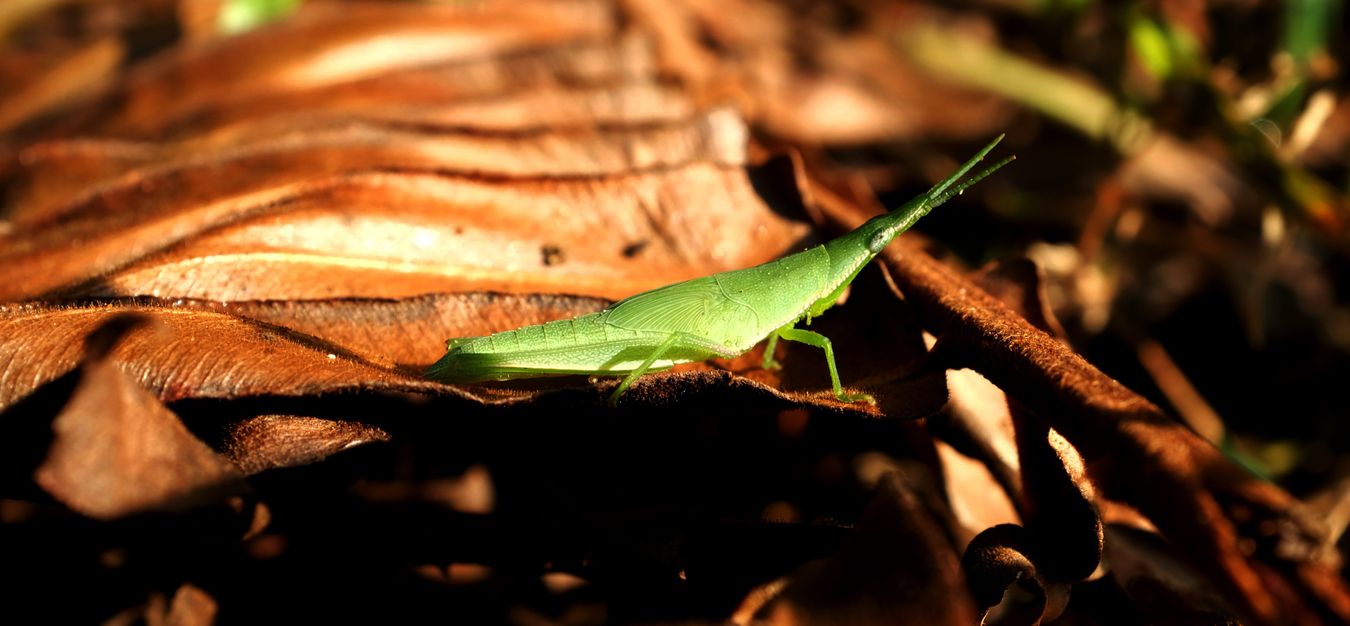 Conehead Katydid Tettigoniidae { Maybe Conocephalinae }