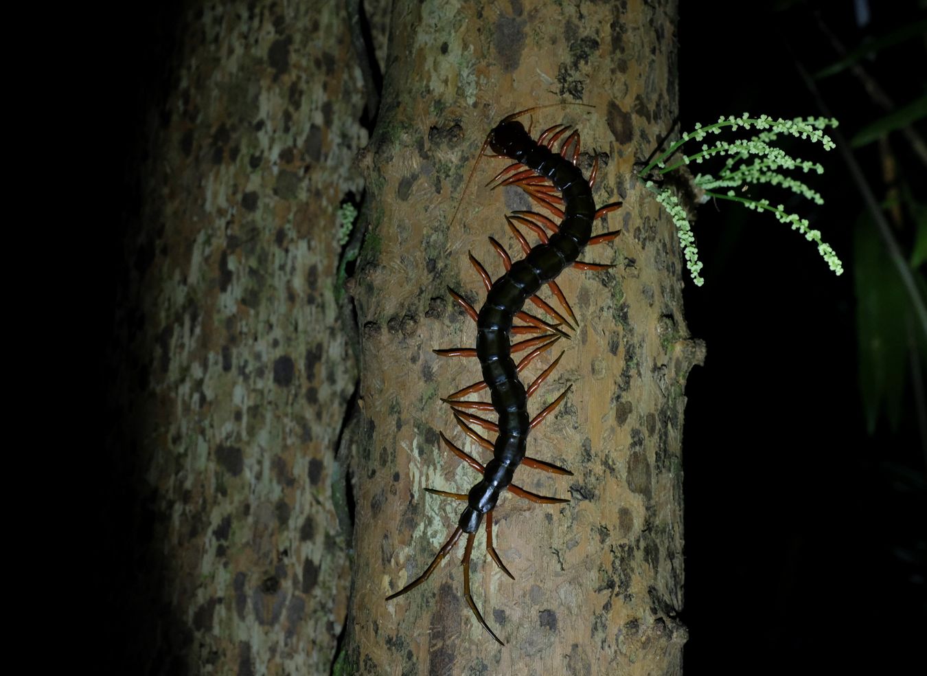 Orange-Legged Centipedes { Scolopendra Subspinipes }