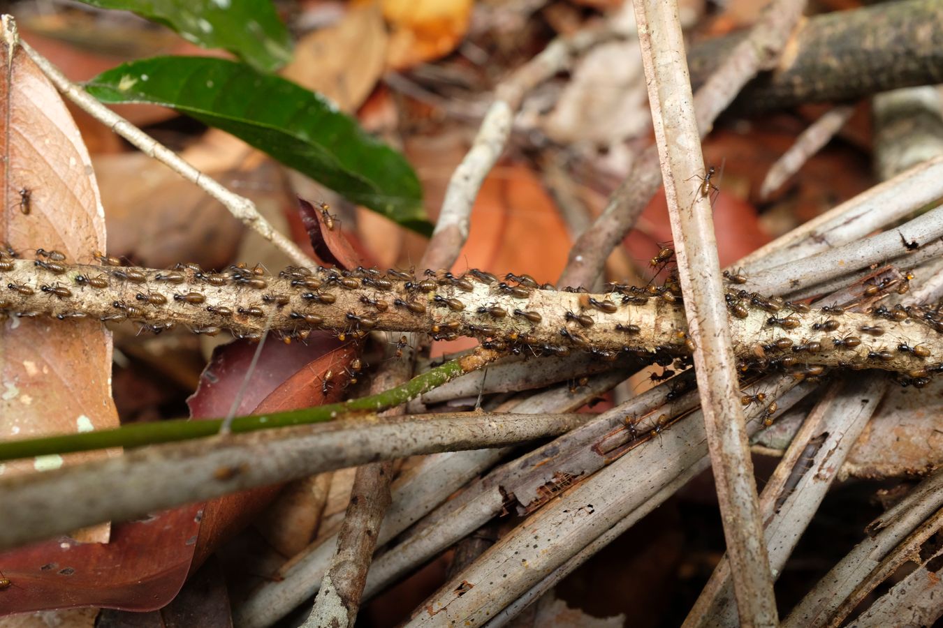 Termite { Isoptera Termitidae }