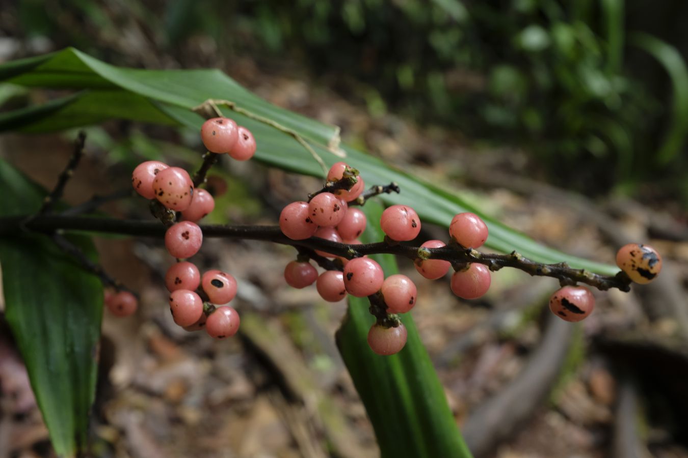 Callicarpa Fruit { Lamiaceae }