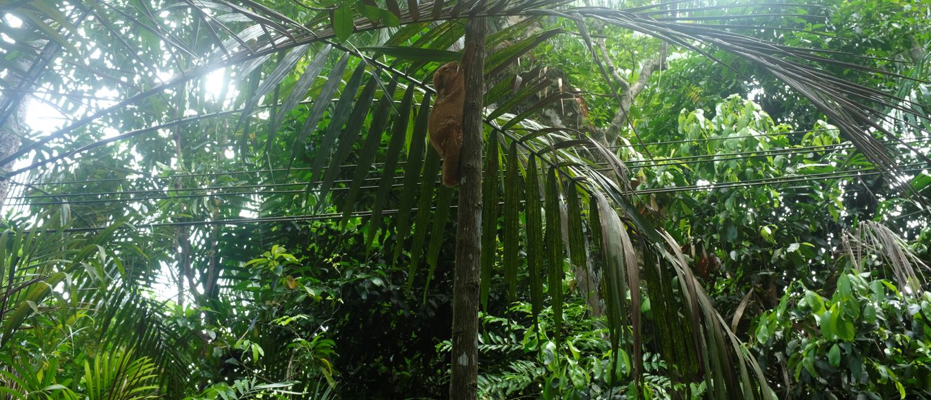 Sunda Colugo { Galeopterus Variegatus }