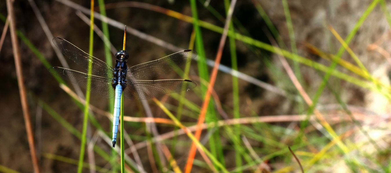 Darkmouth Dragonfly { Brachydiplax Duivenbodei }