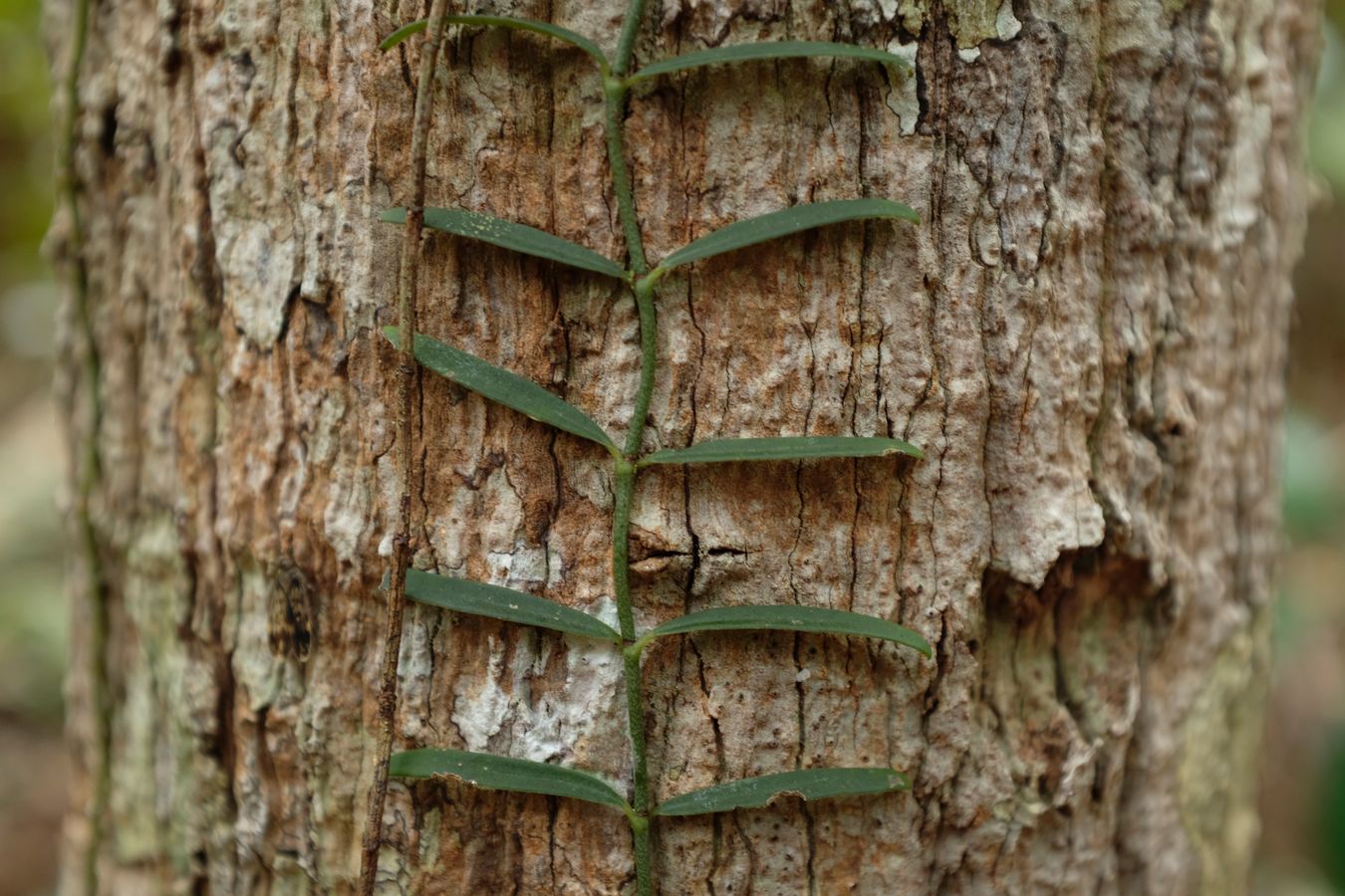 Climbing Plant { Rhaphidophora }