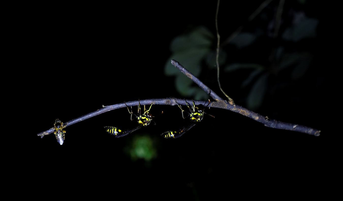 Potter Wasp Sleep at Night { Phimenes Flavopictus }