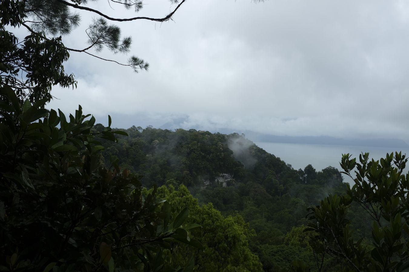 Rainforest Landscape 