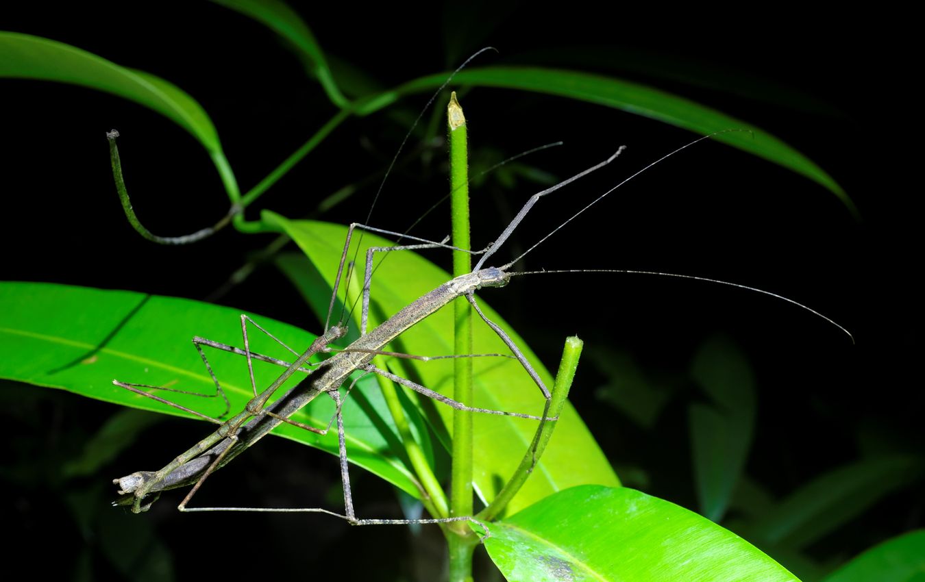Stick Insect Mating { Probably Lomchodidae }