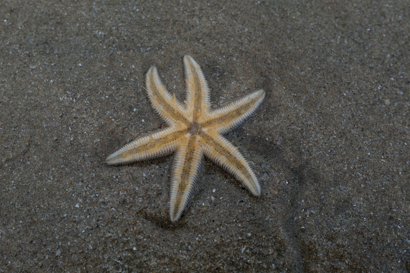 Plain Sand Star { Astropecten Indicus }
