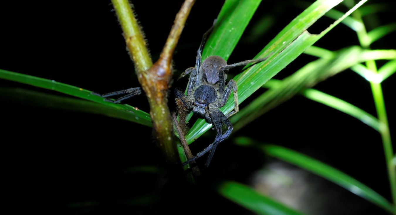 Purple Huntsman Spider { Heteropoda Lanula }